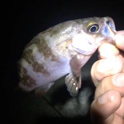 サマーメバリング