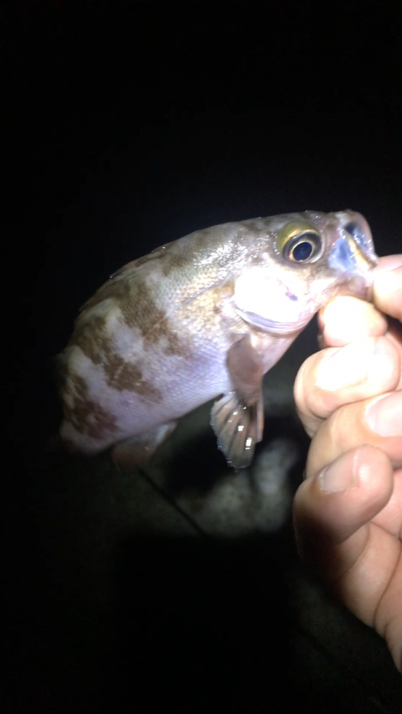 サマーメバリング