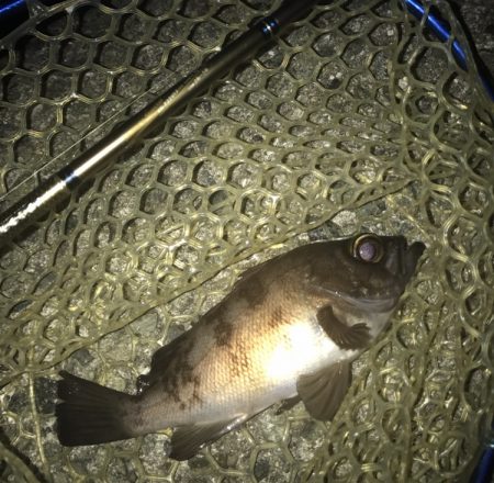 メバル・シーバス