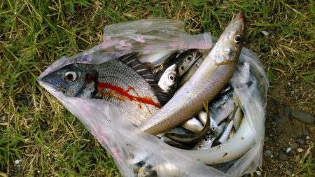 キス釣りでチヌ2