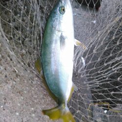 ライトショアジギング