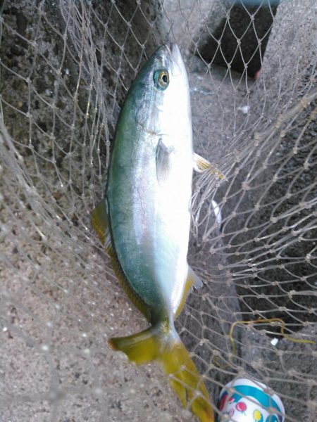 ライトショアジギング