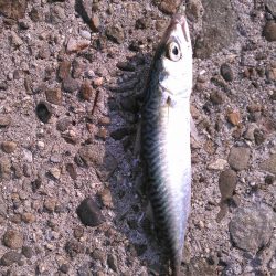 ライトショアジギング