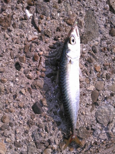 ライトショアジギング