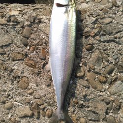 ライトショアジギング