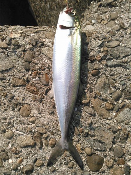 ライトショアジギング