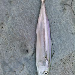 ライトショアジギング