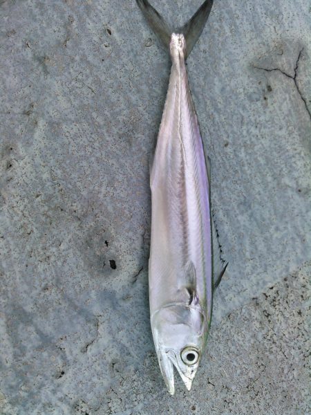 ライトショアジギング