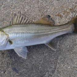 メタルで…タコ？！