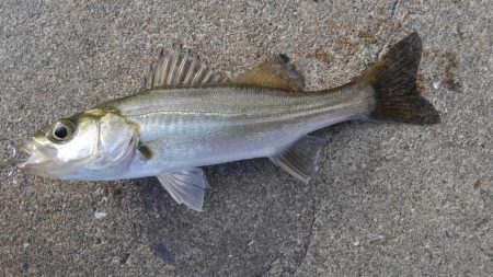 メタルで…タコ？！