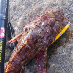 根魚！青物は？