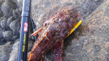 根魚！青物は？