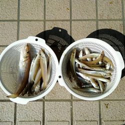 投げ釣りシロギス