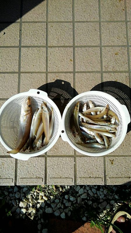 投げ釣りシロギス