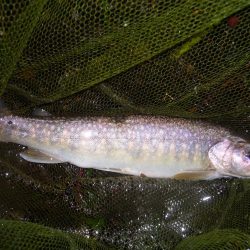 雨上がりの渓谷にて