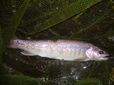雨上がりの渓谷にて