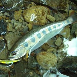 渓流ミノーイング 増水の渓