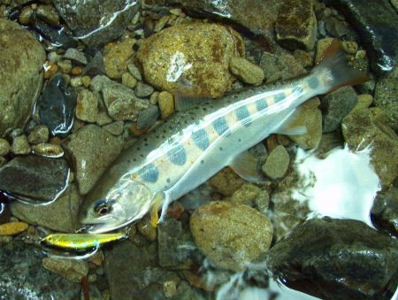 渓流ミノーイング 増水の渓