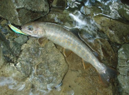 渓流ミノーイング