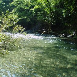 渓流ミノーイング