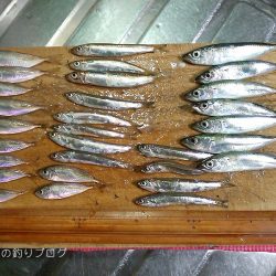 短時間サビキ釣り