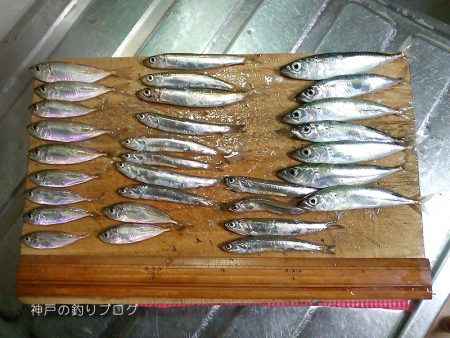 短時間サビキ釣り