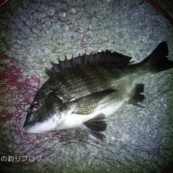 半夜のチヌ狙い