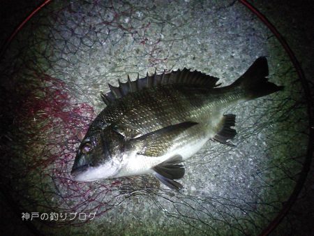 半夜のチヌ狙い