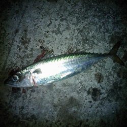 大サバのウキ釣り＆サビキ