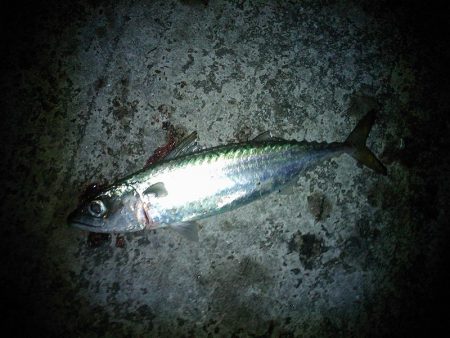 大サバのウキ釣り＆サビキ