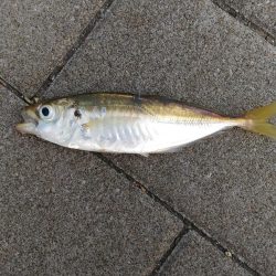 アジが居ない！