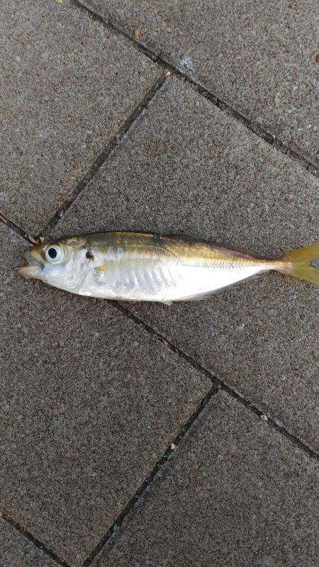 アジが居ない！