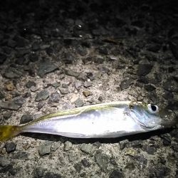 ハズレの日！？