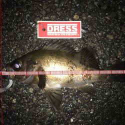 ライトゲーム釣果がありすぎて載せきれません