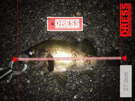 ライトゲーム釣果がありすぎて載せきれません