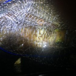 雨だけどアオリイカ釣りに行きました