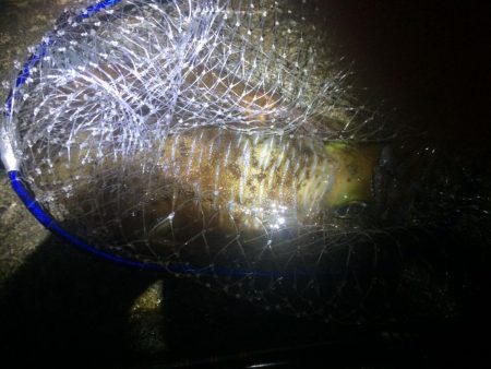 雨だけどアオリイカ釣りに行きました