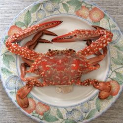 多種の魚が楽しめます