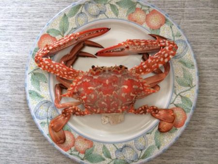 多種の魚が楽しめます