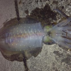アオリイカまだまだ釣れてます。カサゴはサイズそこそこ