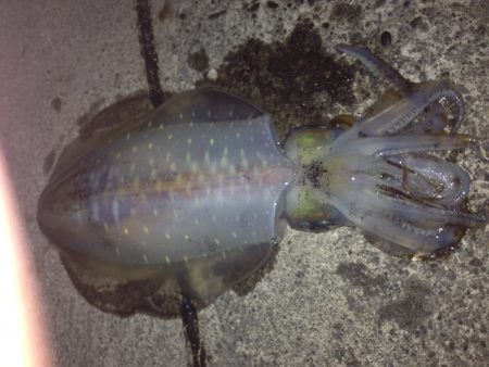 アオリイカまだまだ釣れてます。カサゴはサイズそこそこ