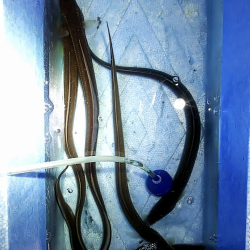 ちょい投げ釣り