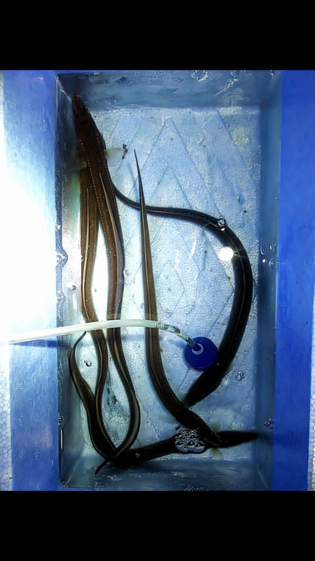 ちょい投げ釣り