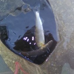 上桂川山国地区潜没橋での友釣り