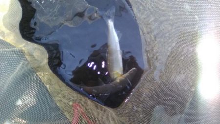 上桂川山国地区潜没橋での友釣り