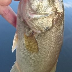 狙いはシェード、カバー、岸際