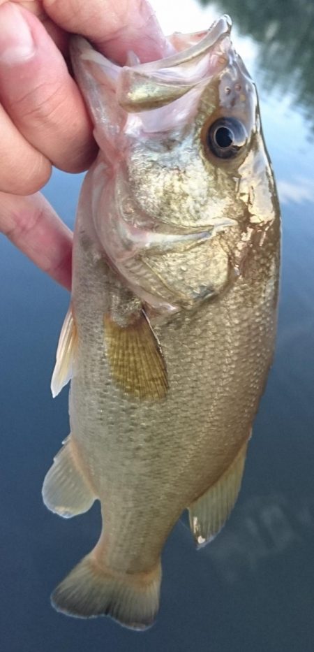 狙いはシェード、カバー、岸際