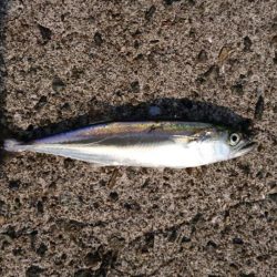 ジグサビキでサゴシ！