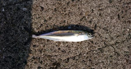 ジグサビキでサゴシ！