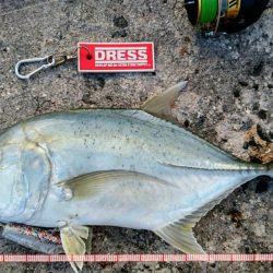 ロウニンアジ、自作のポッパーで釣れました。